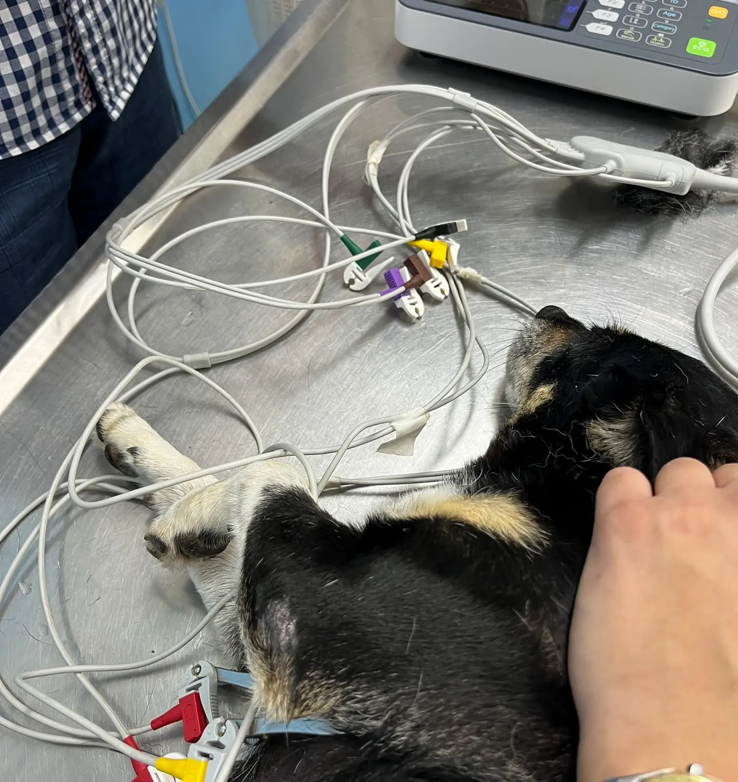 Veterinarska stanica 4PET d.o.o. Sarajevo - Hirurški Blok i Sterilne Procedure