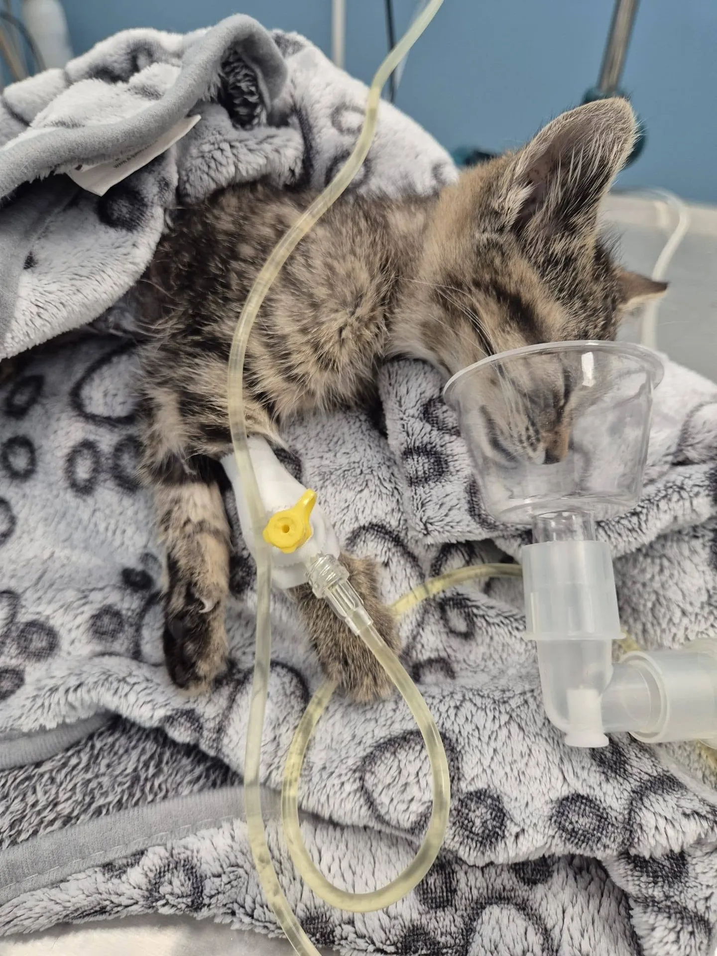 Veterinarska stanica VET PET D.O.O. Široki Brijeg - slika 2