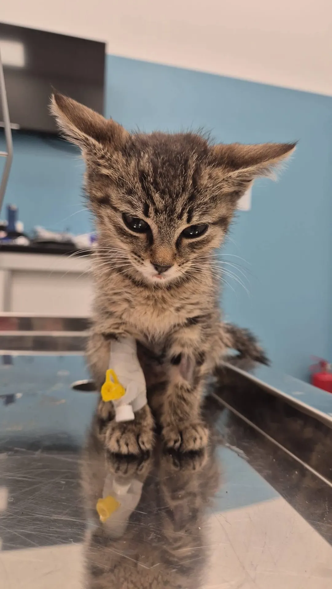 Veterinarska stanica VET PET D.O.O. Mostar - slika 2